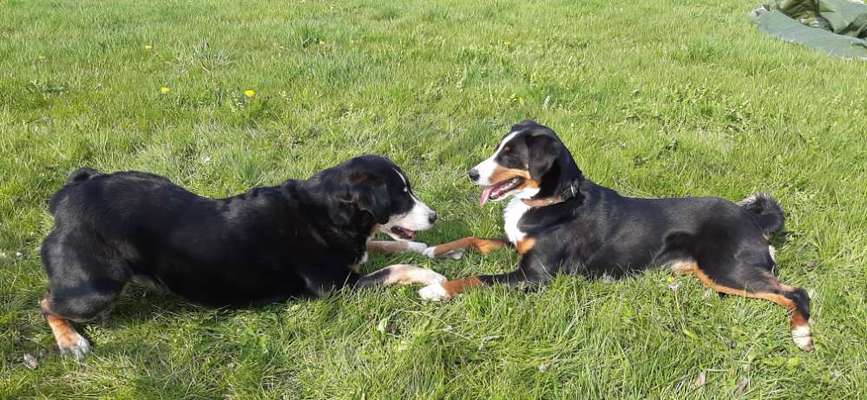 BIG LOVE :) mit 2 Hunden❣️-Beitrag-Bild