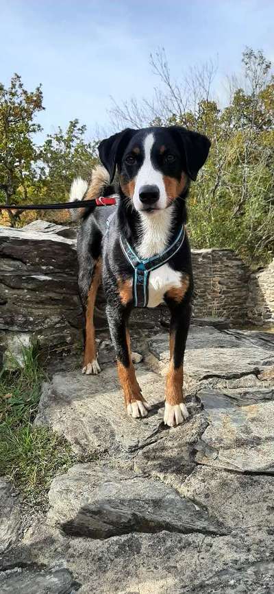 Appenzeller Sennenhunde-Beitrag-Bild