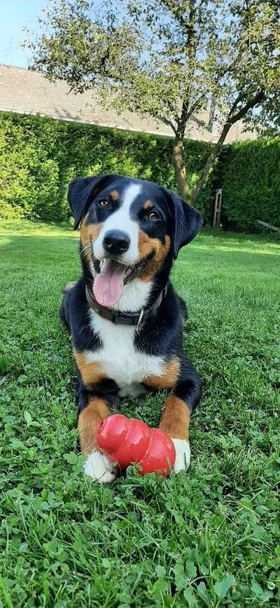 Die Dogorama Kalender Challenge Titelbild-Beitrag-Bild