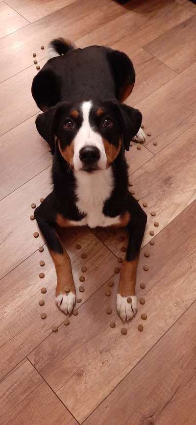 Appenzeller Sennenhunde-Beitrag-Bild