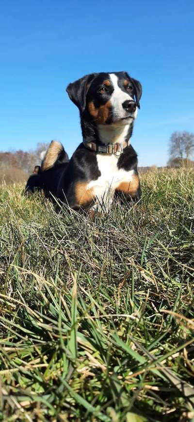 Hundemodel-Beitrag-Bild