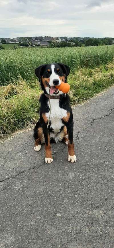 Seltene Rassen!-Beitrag-Bild