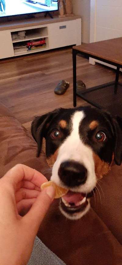 Appenzeller Sennenhunde-Beitrag-Bild