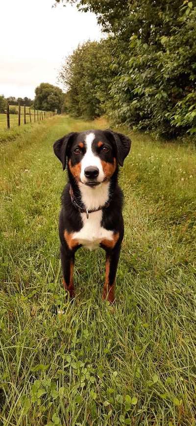 Die Dogorama Wochen Challenge: “Regenspaziergänge"-Beitrag-Bild