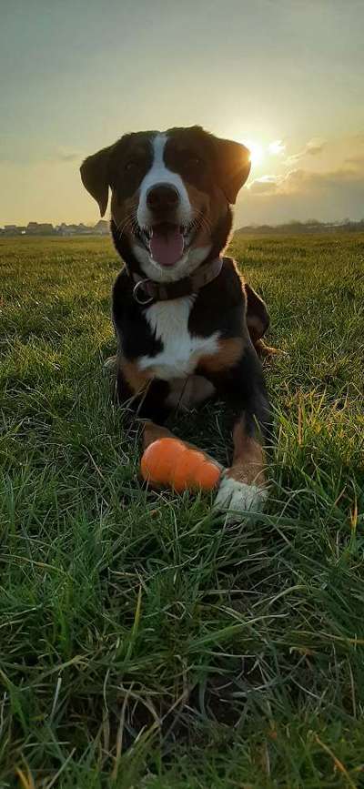 Die Dogorama Kalender Challenge 4/4-Beitrag-Bild