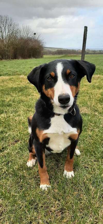 Appenzeller Sennenhunde-Beitrag-Bild