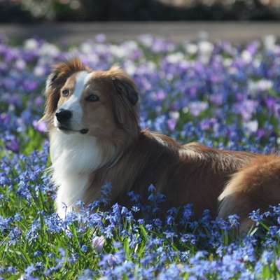 Hundetreffen-Fotos machen -> Hobbyfotografin-Bild
