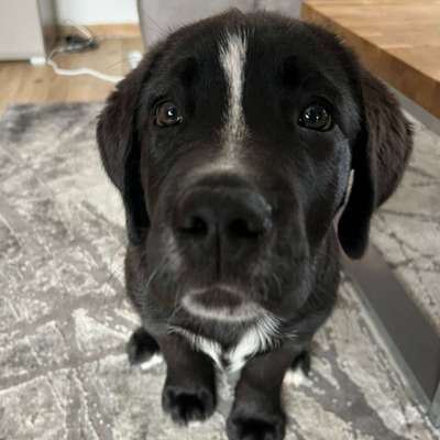 Hundetreffen-Welpentreffen oder Spaziergang