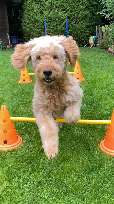 Foto Challenge Nr. 137 - Lass die Ohren fliegen-Beitrag-Bild