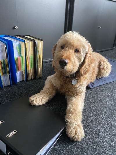 Dogorama Photo Challenge - Berufswahl-Beitrag-Bild