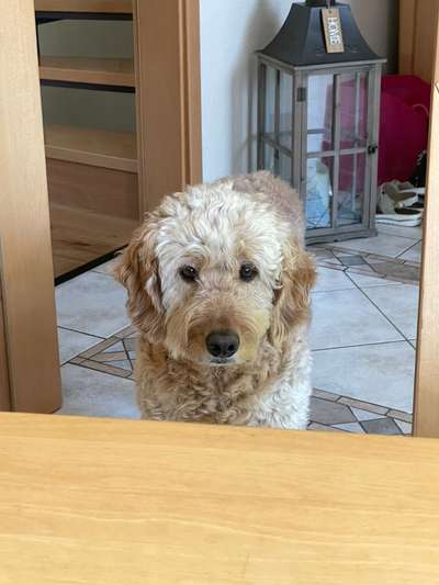 31. Handy - Fotochallenge
Vierbeiner mit am Tisch-Beitrag-Bild