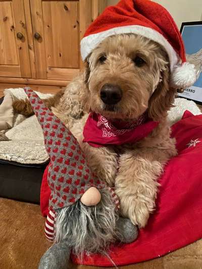 Dogorama Photo Challenge - Nikolaus-Beitrag-Bild