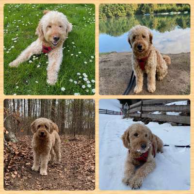 55.Fotocollagen  Challenge  4 Jahreszeiten-Beitrag-Bild