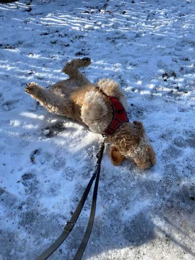 Dogorama Photo Challenge - Wälzen-Beitrag-Bild