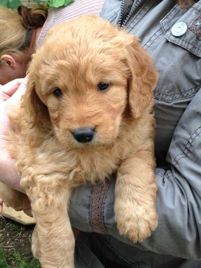 Vom Welpen zum Hund-Beitrag-Bild