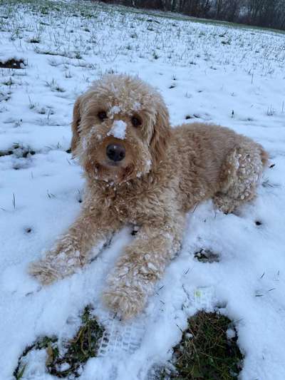 Dogorama Photo Challenge - Es wird nochmal kalt!-Beitrag-Bild