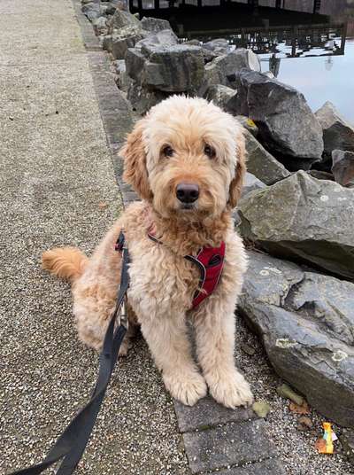 Vom Welpen zum Hund-Beitrag-Bild