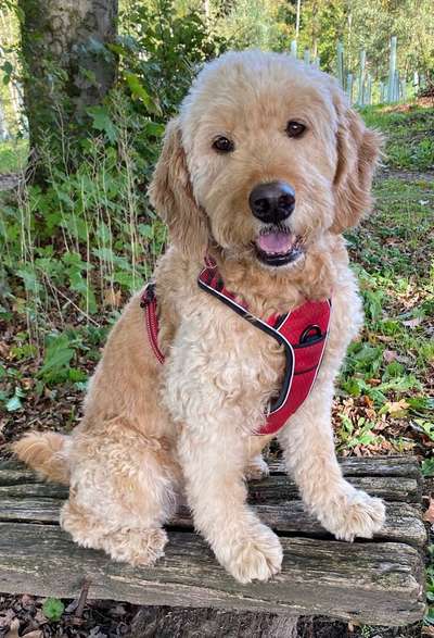 Dogorama Photo Challenge - Portrait-Beitrag-Bild