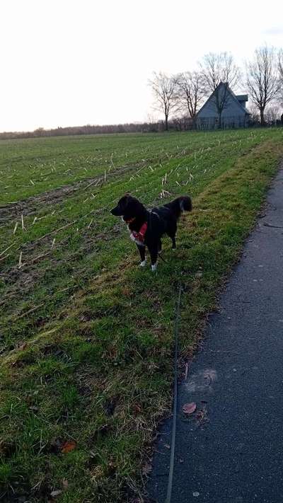 TierschutzhundeStammtisch🐕-Beitrag-Bild