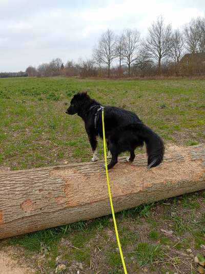 TierschutzhundeStammtisch🐕-Beitrag-Bild