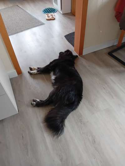 TierschutzhundeStammtisch🐕-Beitrag-Bild