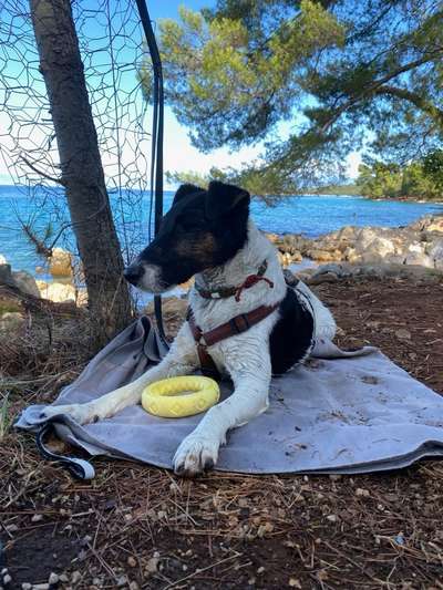 Foxterrier Gang-Beitrag-Bild