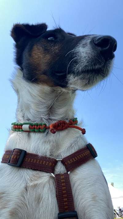 Foxterrier-Beitrag-Bild