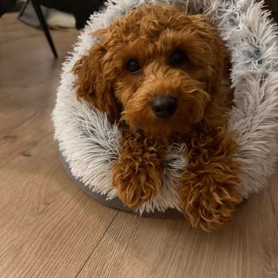 Hundetreffen-Welpentreffen-Bild