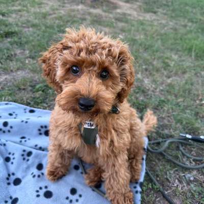 Hundetreffen-Welpentreffen/Spielrunde-Bild