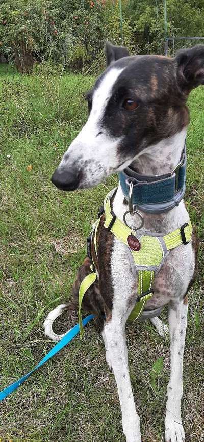 Windhunde - Treffen der besonderen Schönheiten
HERZLICH WILLKOMMEN-Beitrag-Bild