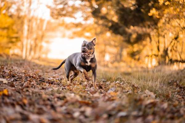 Hundetreffen-Social Walk & Spielrunde für Hunde - Zusammen Gassi gehen, lernen, spielen und toben-Bild