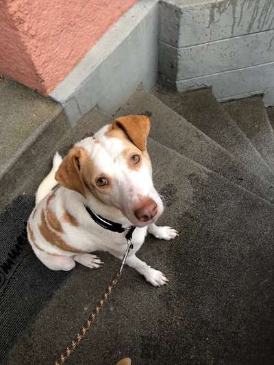 Welche Hunderasse-Beitrag-Bild