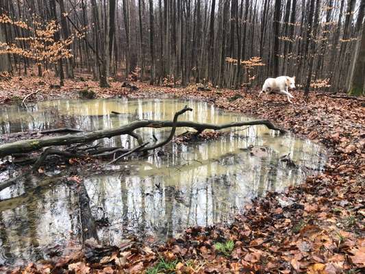 Challenge Nr. 16         Dynamik - Dein Hund in Bewegung-Beitrag-Bild