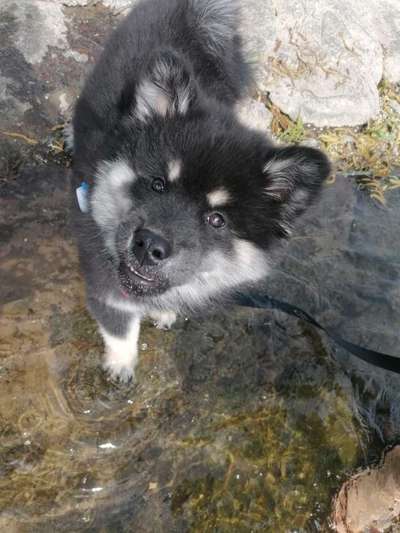 Dogorama-Monats-Challenge-Mai "Wasser"-Beitrag-Bild