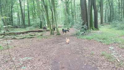 Hundeauslaufgebiet-Köllnischer Wald-Bild