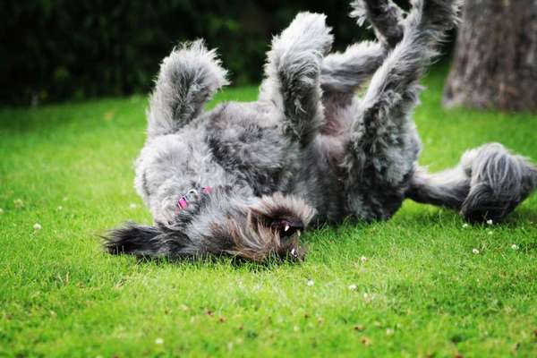 Dogorama Photo Challenge - Hundeblick zum hinschmelzen-Beitrag-Bild