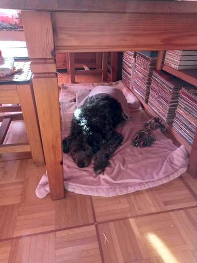 Was bedeutet es, wenn mein Hund sich unter dem Tisch hinlegt?-Beitrag-Bild