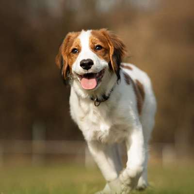 Giftköder-Training für Menschen mit Hund-Bild