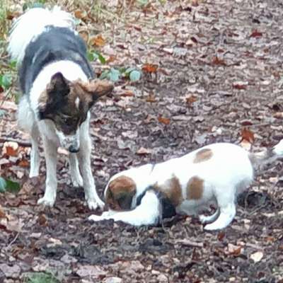 Hundeschulen-Hundeschule wilde Wuff am Elm-Bild