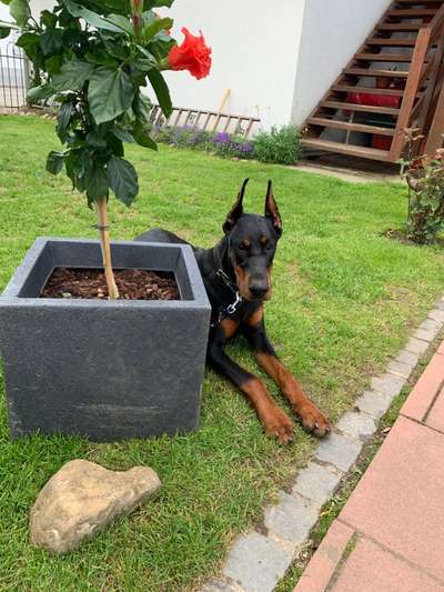 Hundetreffen-Hundefreunde zum Gassi gehen gesucht🙂-Bild