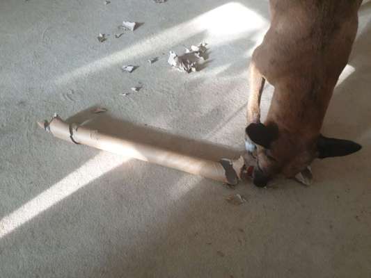 Beschäfitigung in der Wohnung-Beitrag-Bild