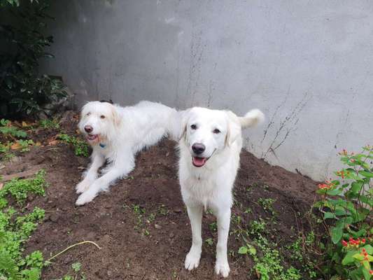 Tierschutzhunde suchen ein Zuhause-Beitrag-Bild