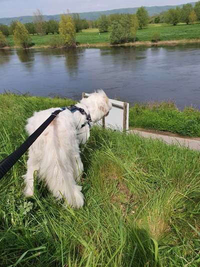 Hundetreffen-Spielen, Toben Gassi gehen-Bild