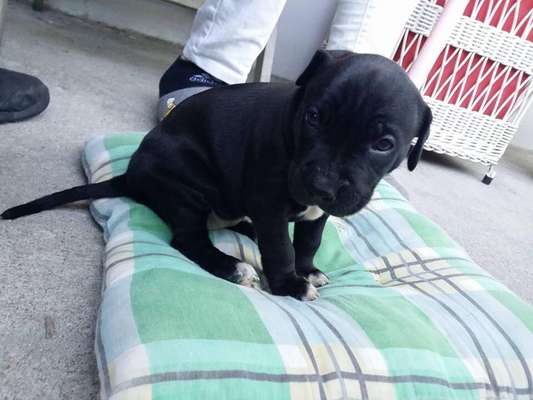 Als Welpen sind sie alle noch süßer-Beitrag-Bild