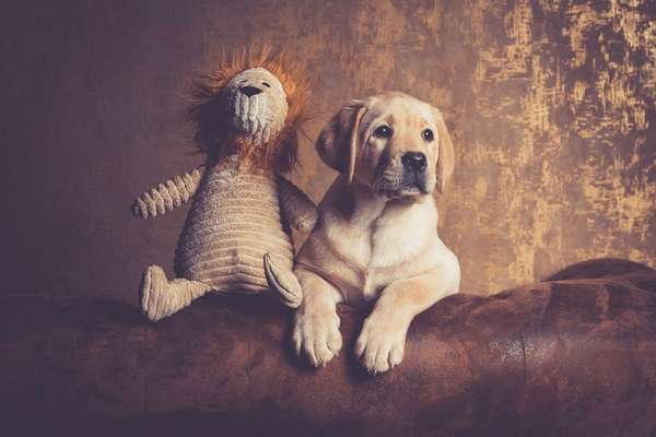 Labradorfans-Beitrag-Bild