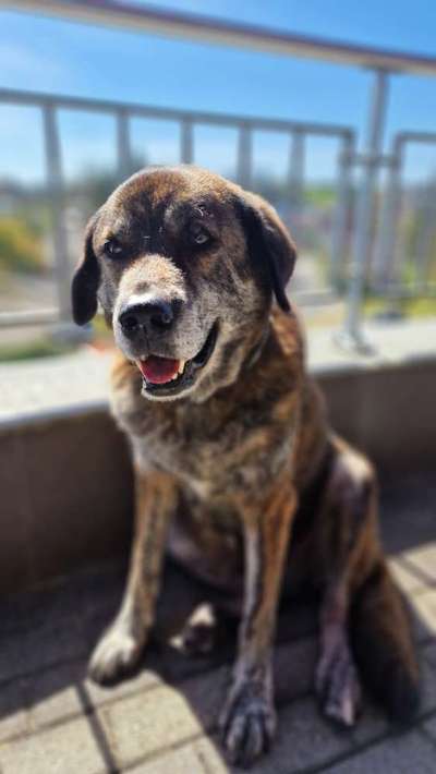 Hundetreffen-Senioren spaziergang-Bild