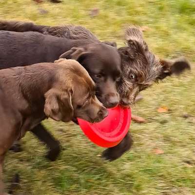Hundetreffen-Spielgruppen für Groß und Klein 🐾-Bild