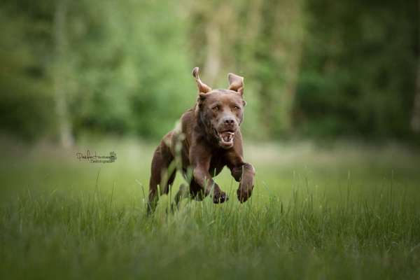 Hundetreffen-Social Walk / Gemeinsam trainieren-Bild