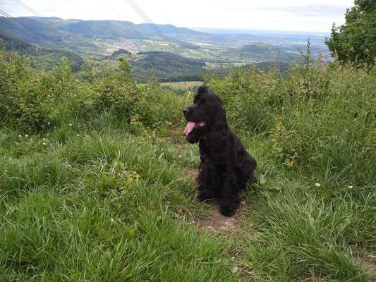 Englisch Cocker Spaniel-Beitrag-Bild