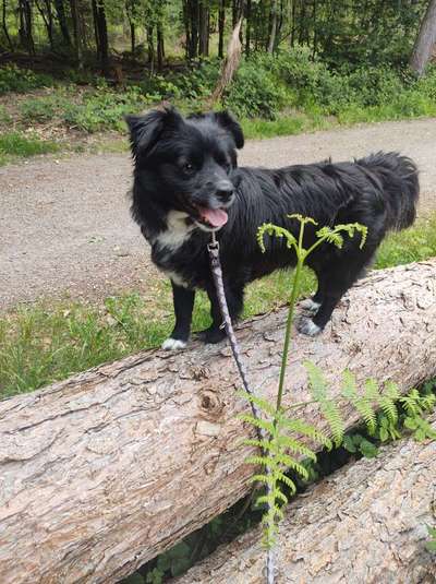 Hundetreffen-Suchen Hundefreundschaft für Spaziergänge im Veedel und Hundesitting-Bild